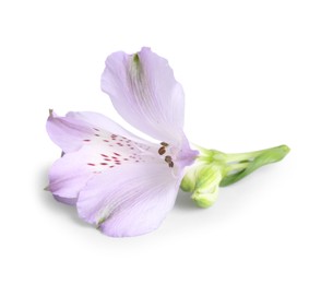 Photo of Beautiful violet alstroemeria flower isolated on white