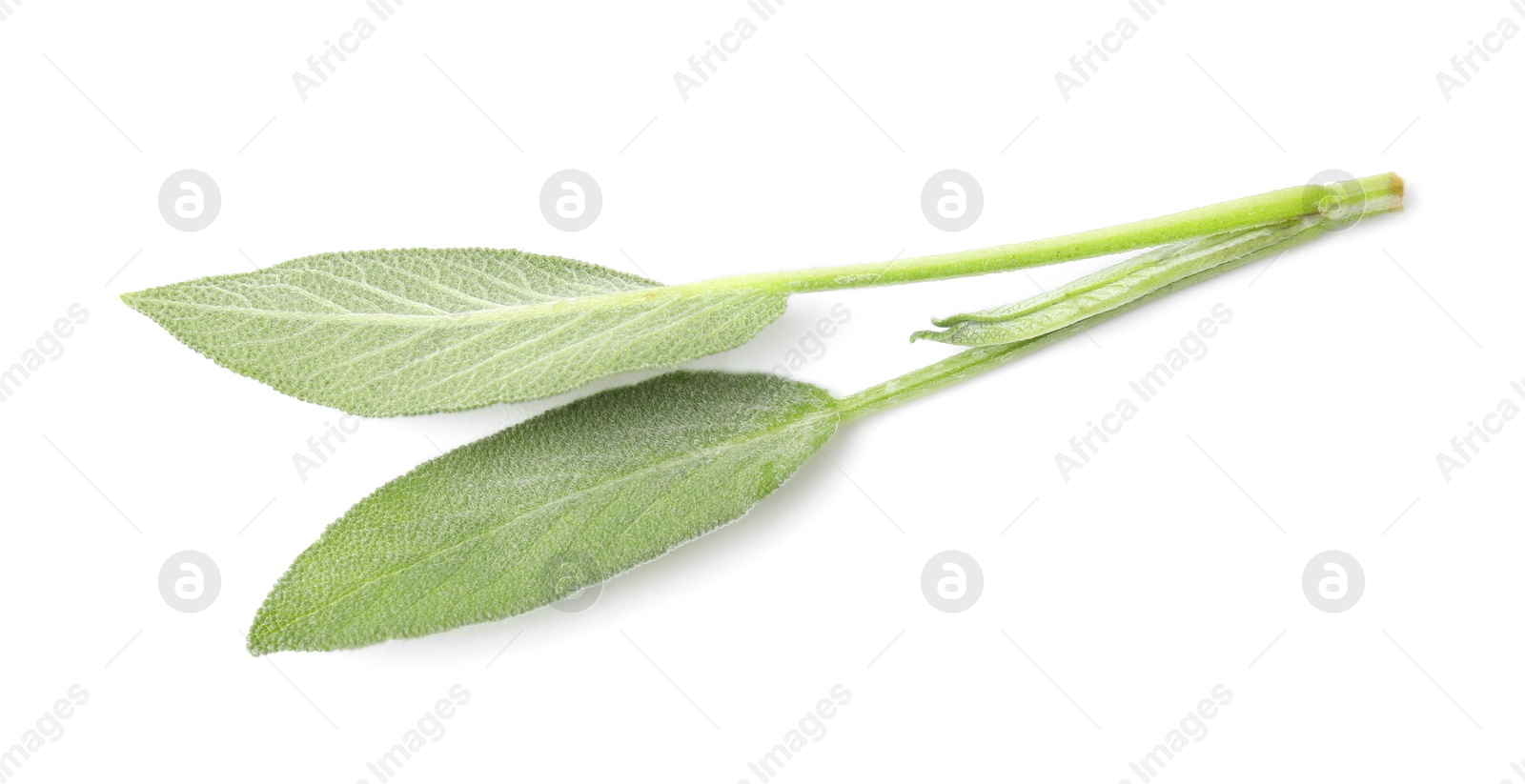 Photo of Leaves of fresh sage isolated on white, top view