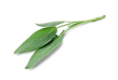 Leaves of fresh sage isolated on white