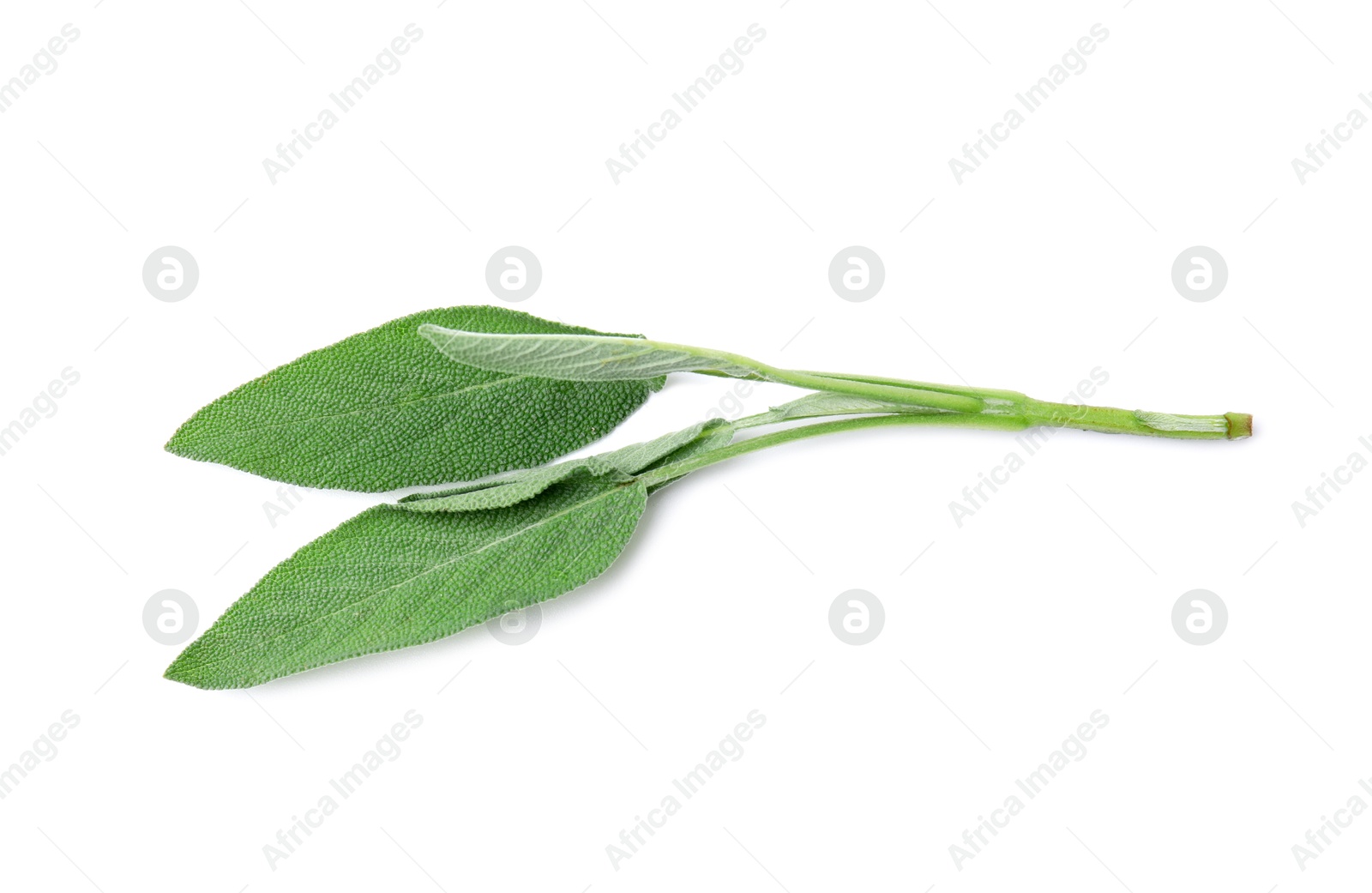 Photo of Leaves of fresh sage isolated on white, top view