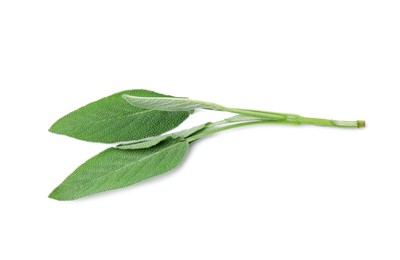 Photo of Leaves of fresh sage isolated on white, top view