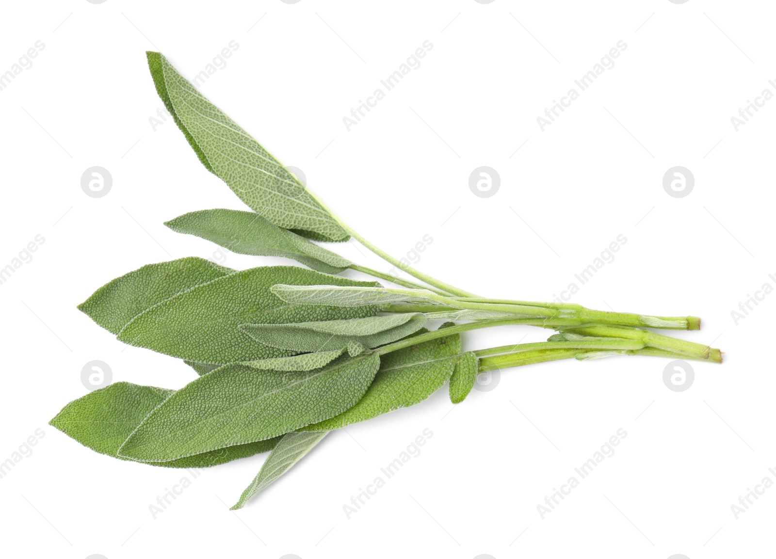 Photo of Leaves of fresh sage isolated on white, top view