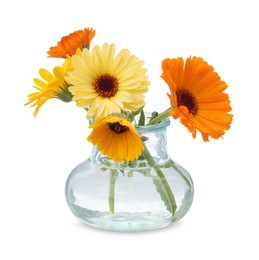 Photo of Beautiful calendula flowers in glass vase isolated on white