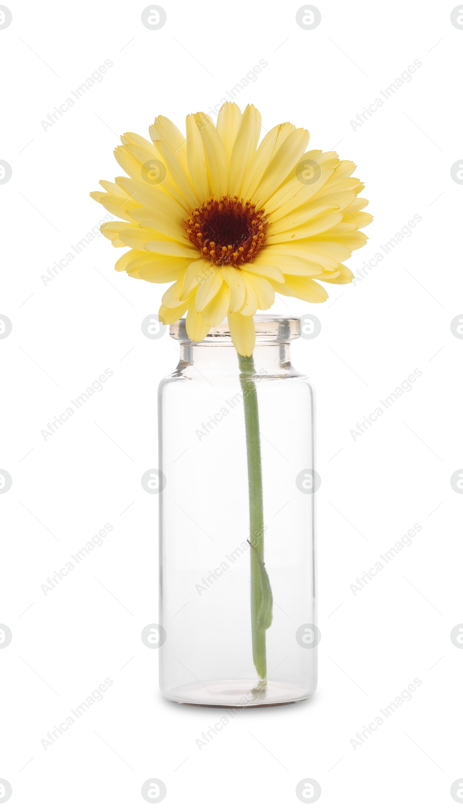 Photo of Beautiful calendula flower in glass bottle isolated on white