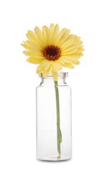 Beautiful calendula flower in glass bottle isolated on white