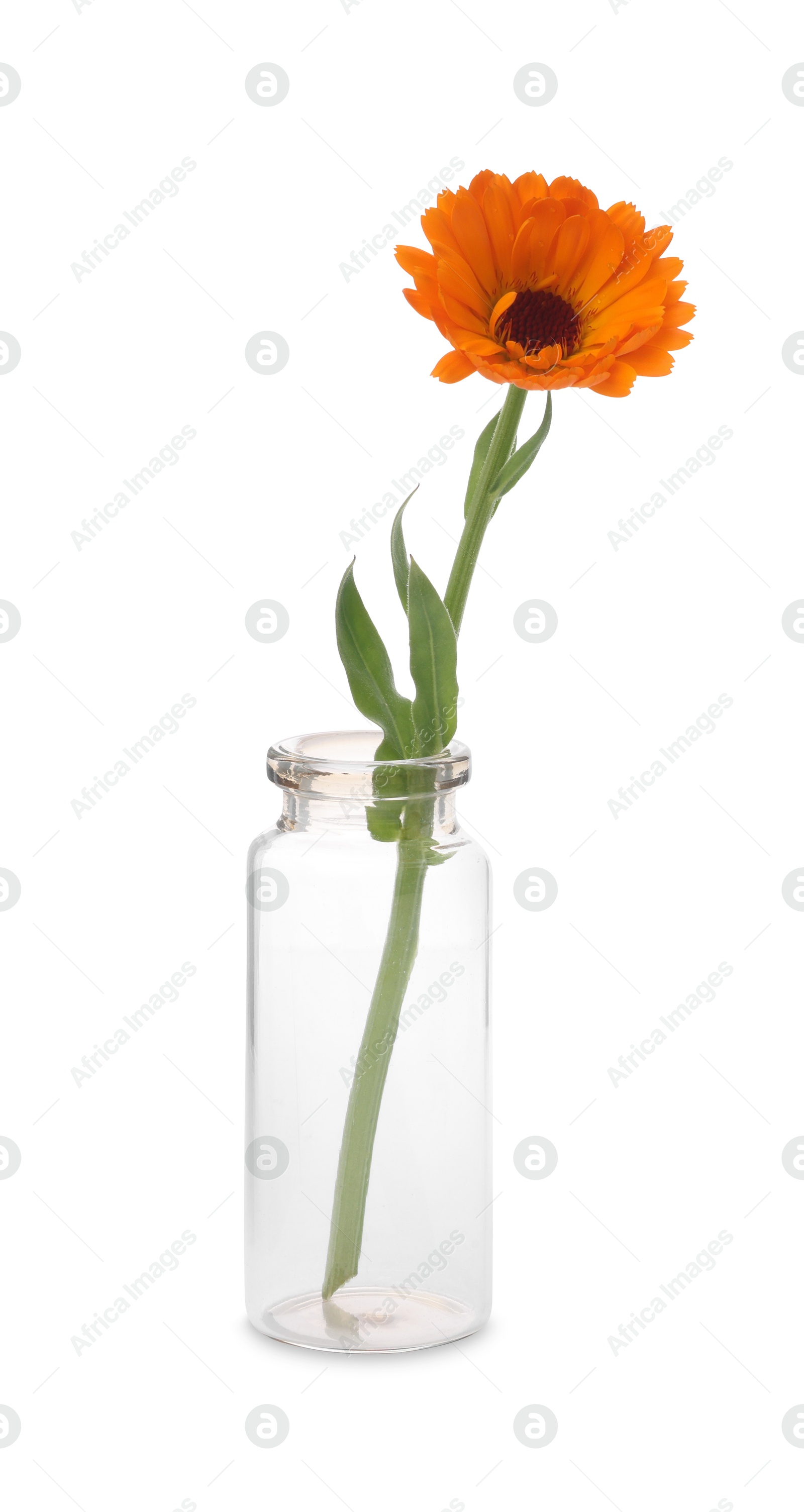 Photo of Beautiful calendula flower in glass bottle isolated on white