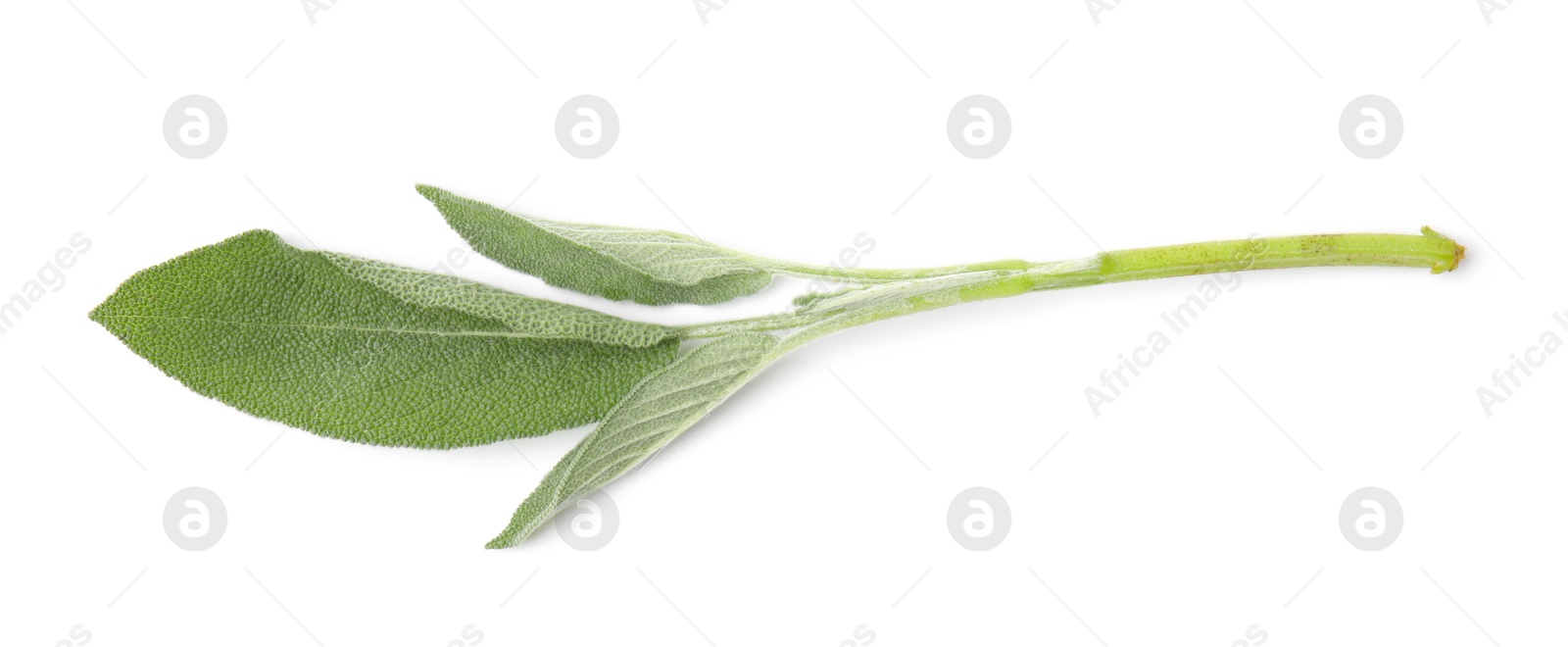 Photo of Leaves of fresh sage isolated on white, top view