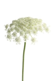 Photo of One beautiful daucus flower isolated on white