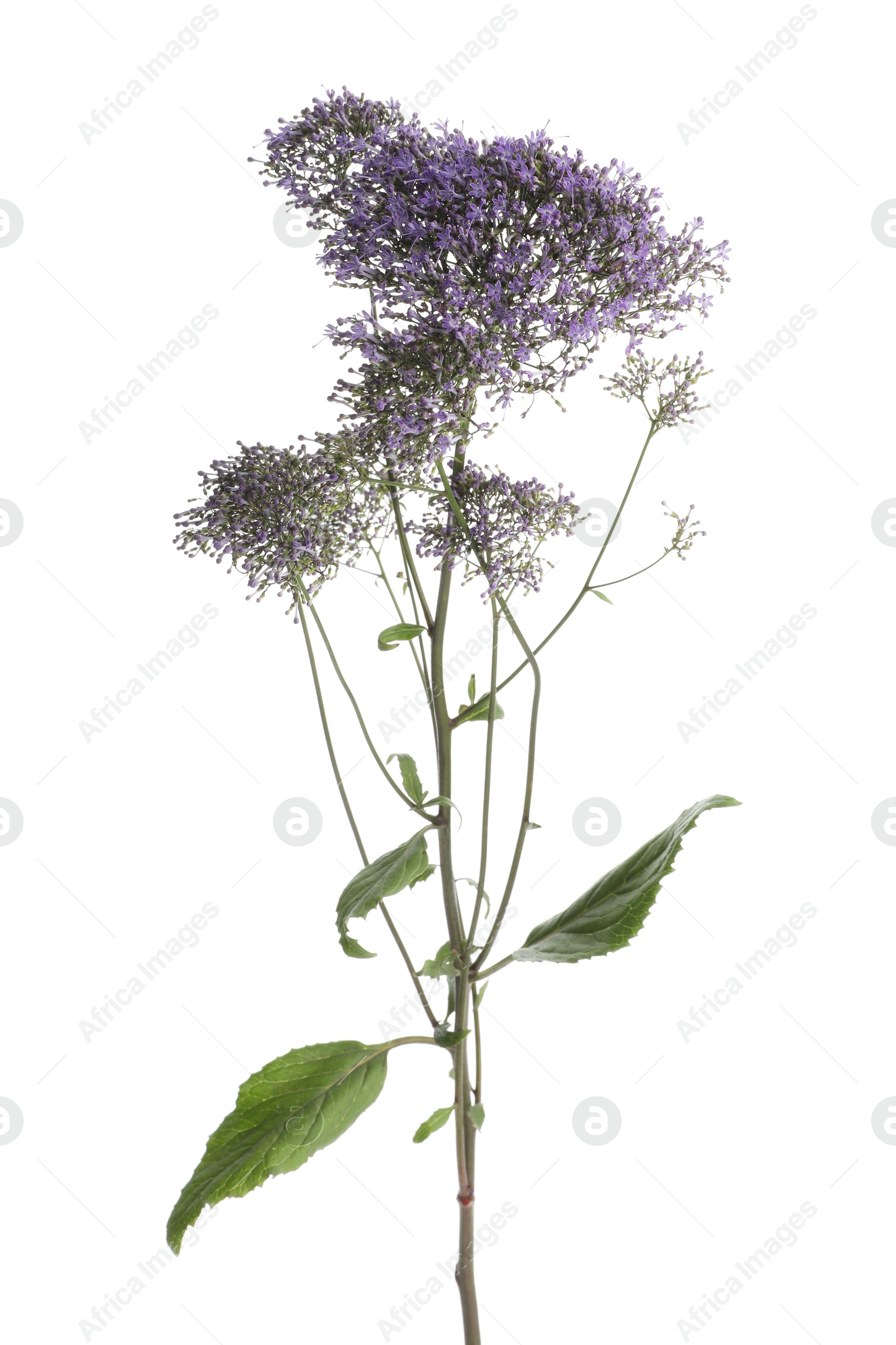 Photo of Beautiful blue throatwort flowers isolated on white