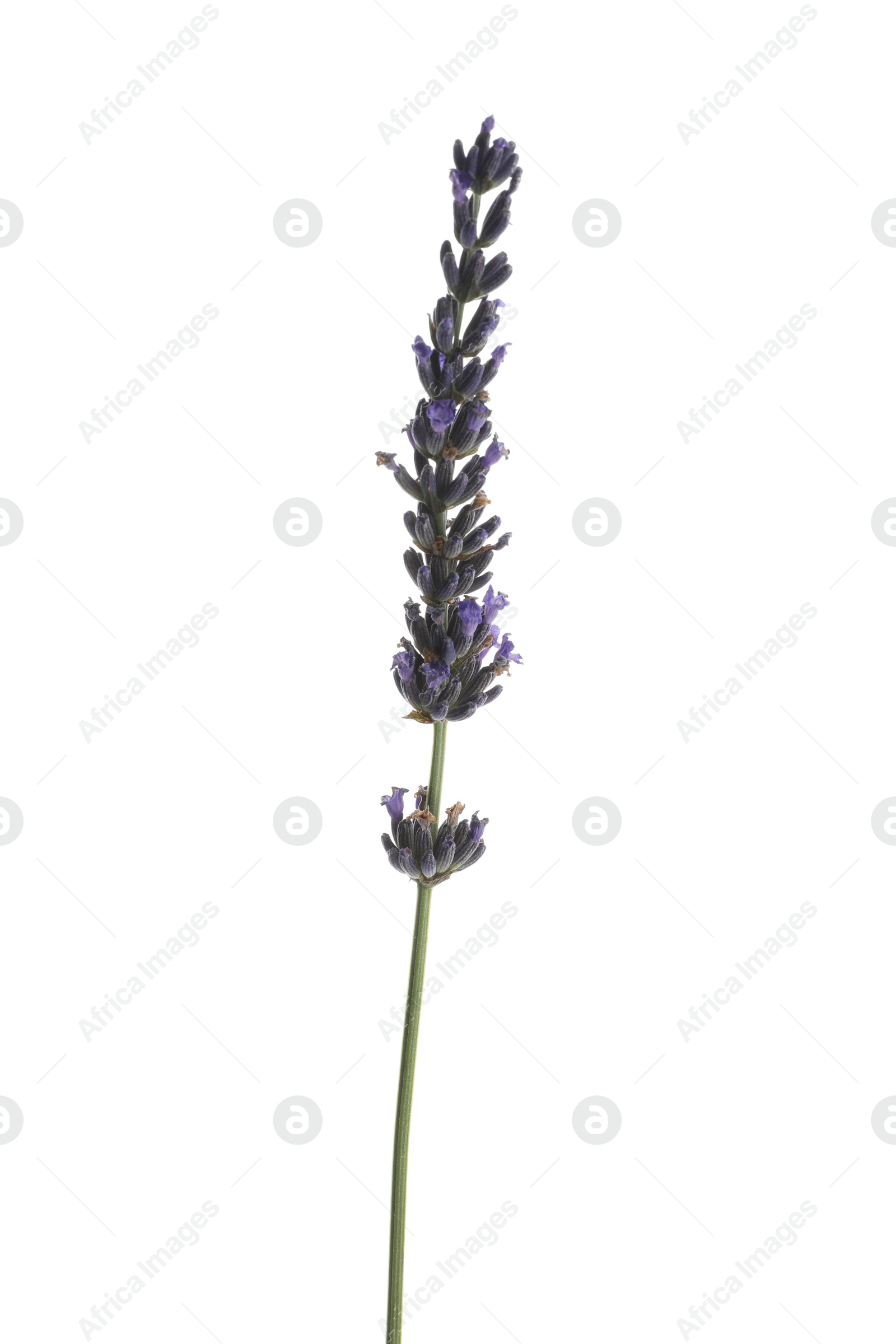 Photo of One beautiful lavender flower isolated on white