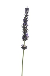 One beautiful lavender flower isolated on white