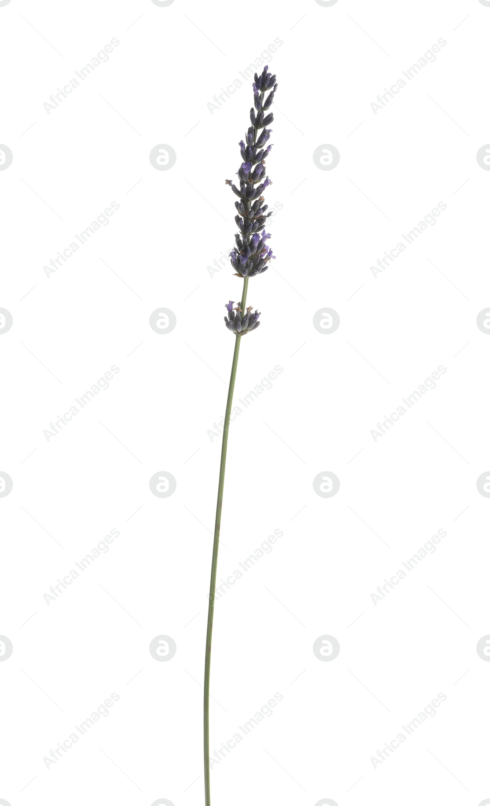 Photo of One beautiful lavender flower isolated on white