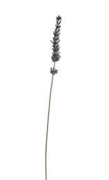 One beautiful lavender flower isolated on white