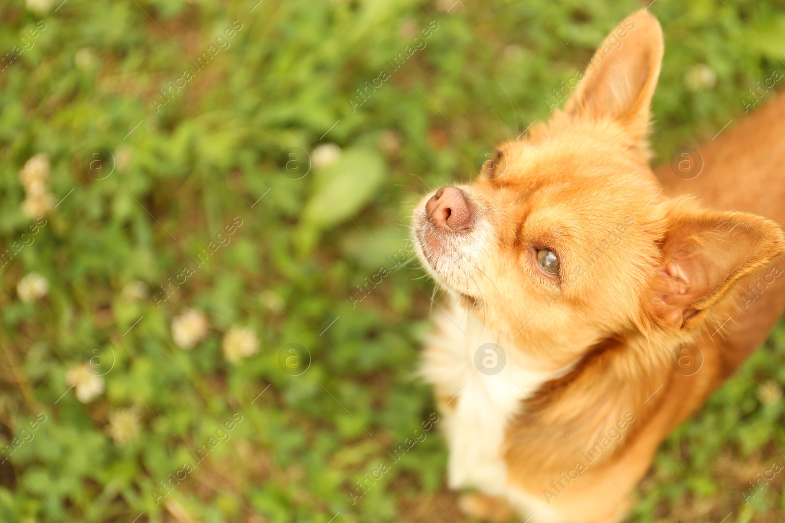 Photo of Cute dog with brown hair walking outdoors, above view. Space for text