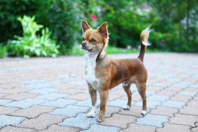 Cute dog with brown hair walking outdoors