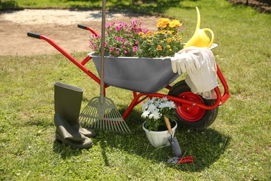 Wheelbarrow with different beautiful flowers, rubber boots and gardening tools outdoors