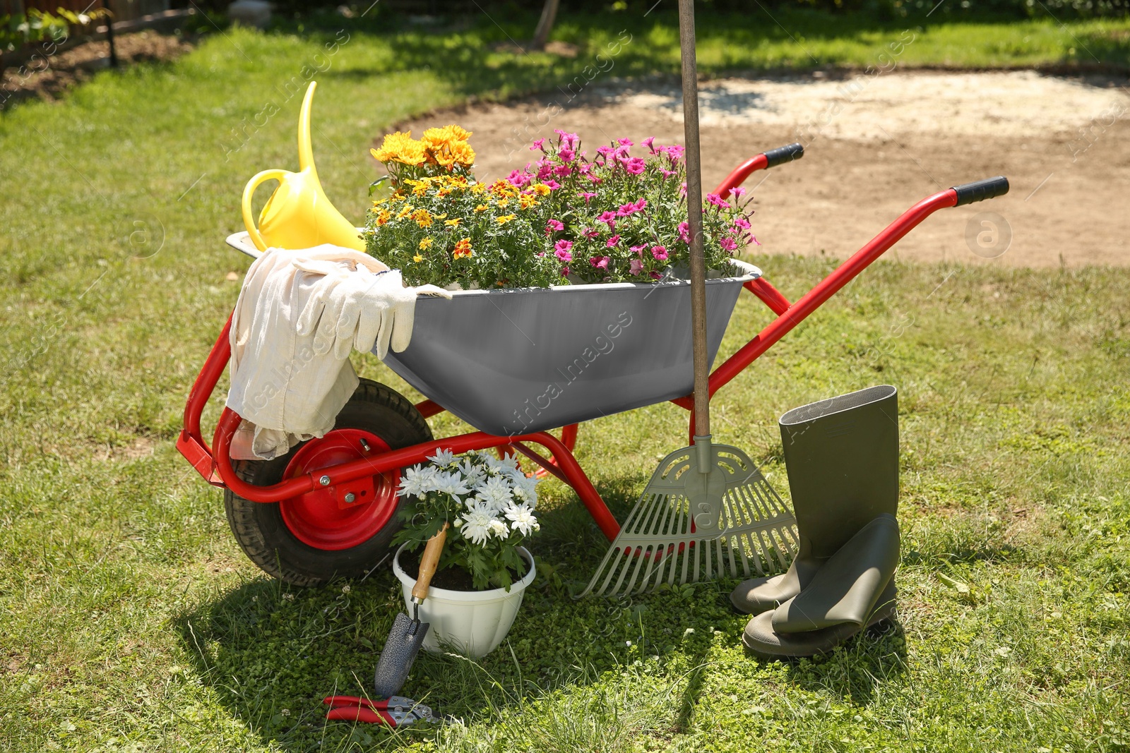 Photo of Wheelbarrow with different beautiful flowers, rubber boots and gardening tools outdoors