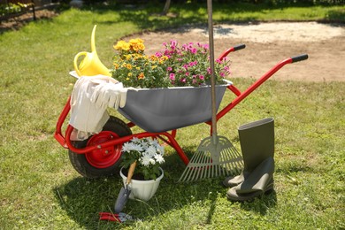 Wheelbarrow with different beautiful flowers, rubber boots and gardening tools outdoors