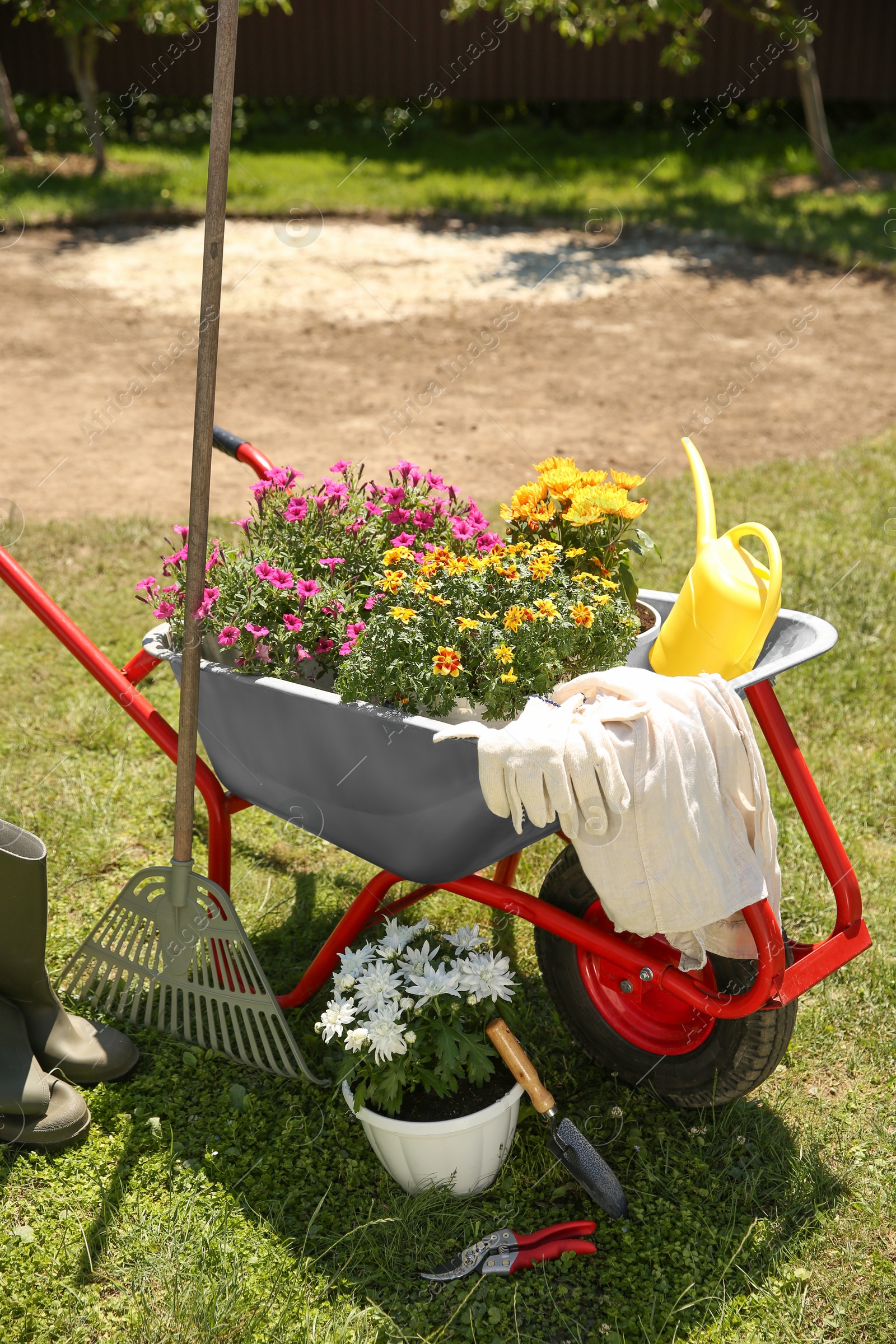 Photo of Wheelbarrow with different beautiful flowers, rubber boots and gardening tools outdoors