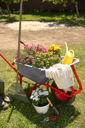 Wheelbarrow with different beautiful flowers, rubber boots and gardening tools outdoors