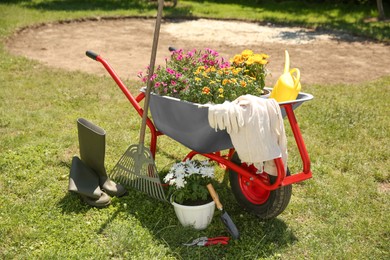 Wheelbarrow with different beautiful flowers, rubber boots and gardening tools outdoors