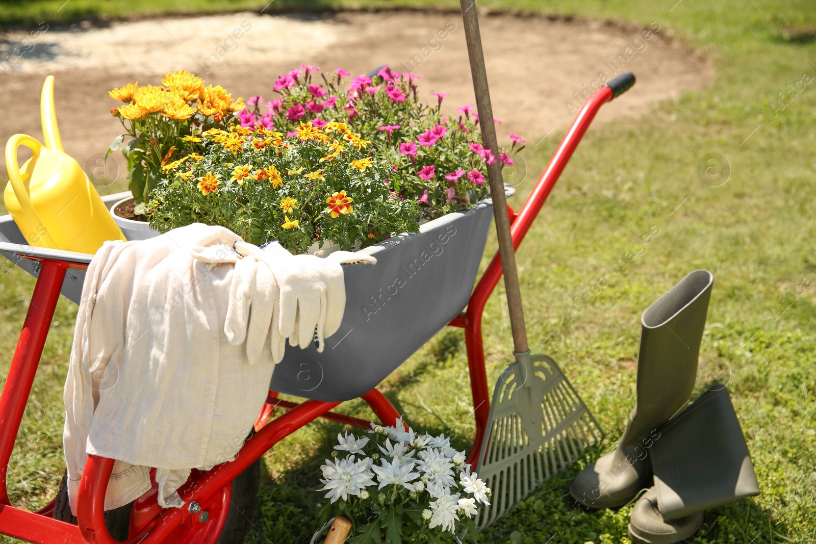 Photo of Wheelbarrow with different beautiful flowers, rubber boots and gardening tools outdoors, closeup