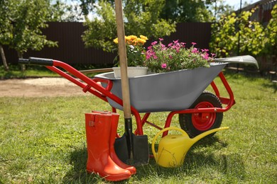 Wheelbarrow with different beautiful flowers, rubber boots and gardening tools outdoors