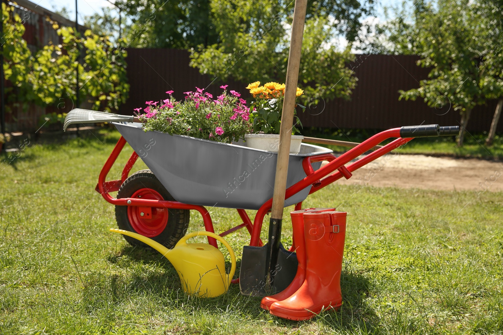 Photo of Wheelbarrow with different beautiful flowers, rubber boots and gardening tools outdoors