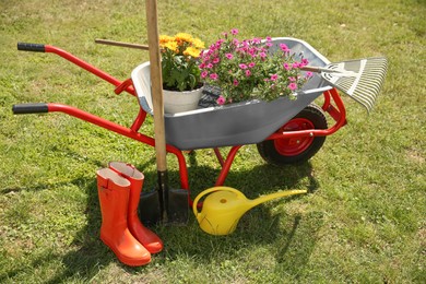 Wheelbarrow with different beautiful flowers, rubber boots and gardening tools outdoors