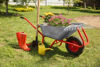 Wheelbarrow with different beautiful flowers, rubber boots and gardening tools outdoors