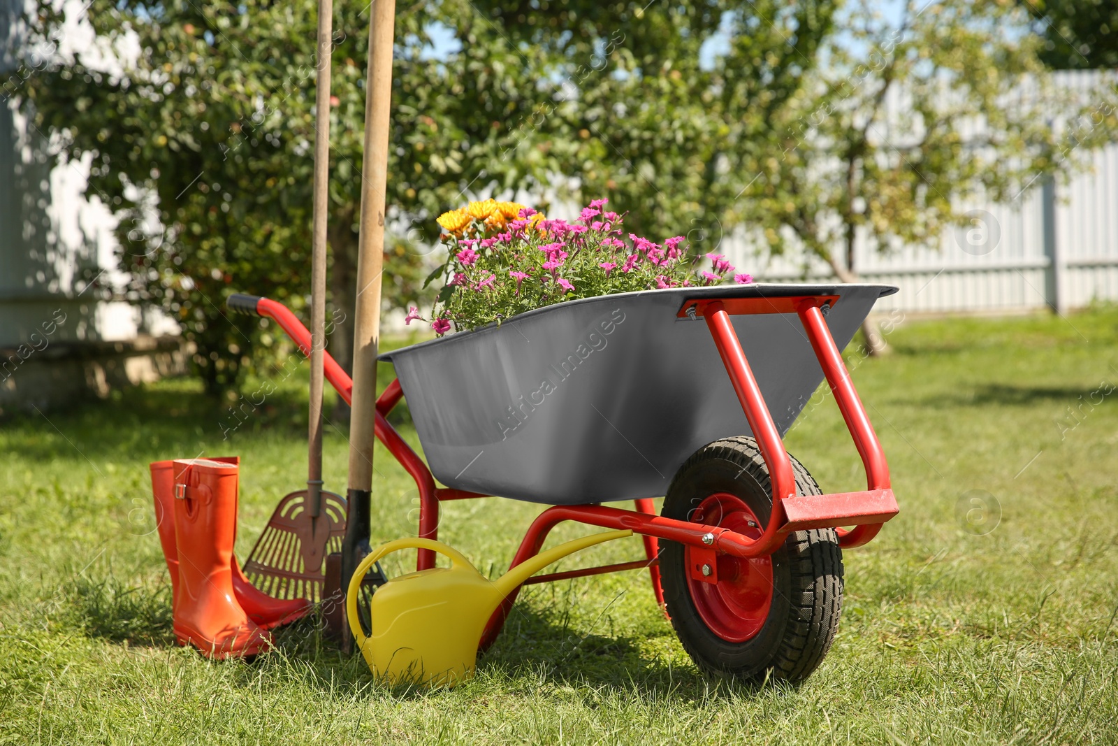 Photo of Wheelbarrow with different beautiful flowers, rubber boots and gardening tools outdoors