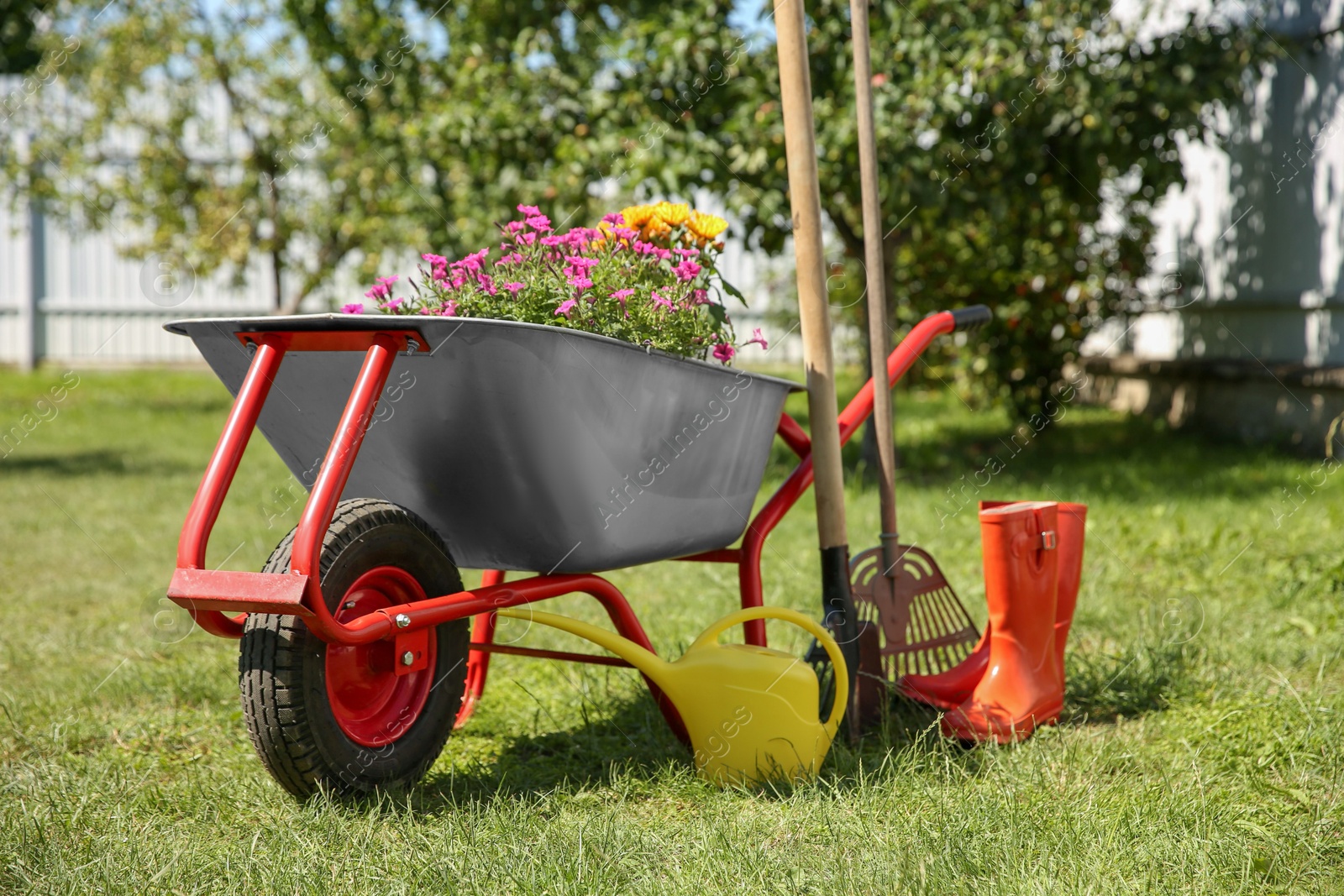 Photo of Wheelbarrow with different beautiful flowers, rubber boots and gardening tools outdoors