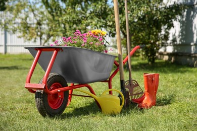 Wheelbarrow with different beautiful flowers, rubber boots and gardening tools outdoors