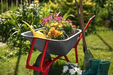 Wheelbarrow with different beautiful flowers, rubber boots and gardening tools outdoors