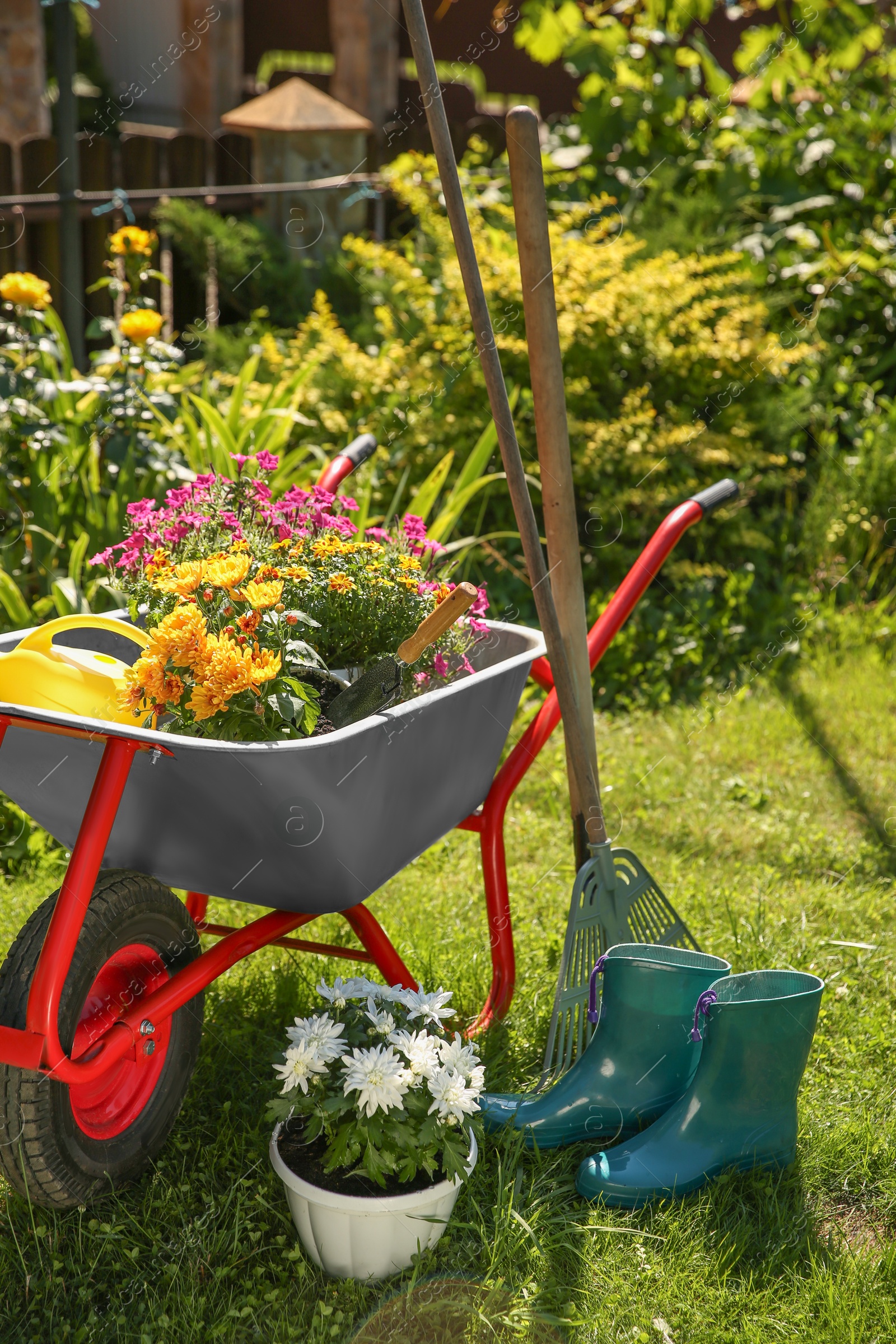 Photo of Wheelbarrow with different beautiful flowers, rubber boots and gardening tools outdoors