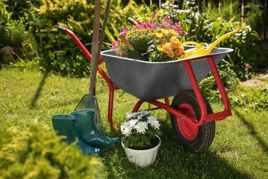 Wheelbarrow with different beautiful flowers, rubber boots and gardening tools outdoors