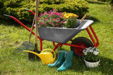 Wheelbarrow with different beautiful flowers, rubber boots and gardening tools outdoors