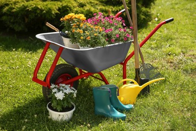 Wheelbarrow with different beautiful flowers, rubber boots and gardening tools outdoors