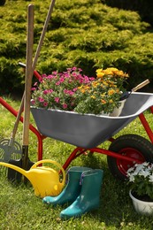 Wheelbarrow with different beautiful flowers, rubber boots and gardening tools outdoors