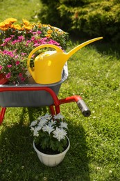 Photo of Wheelbarrow with different beautiful flowers and watering can outdoors