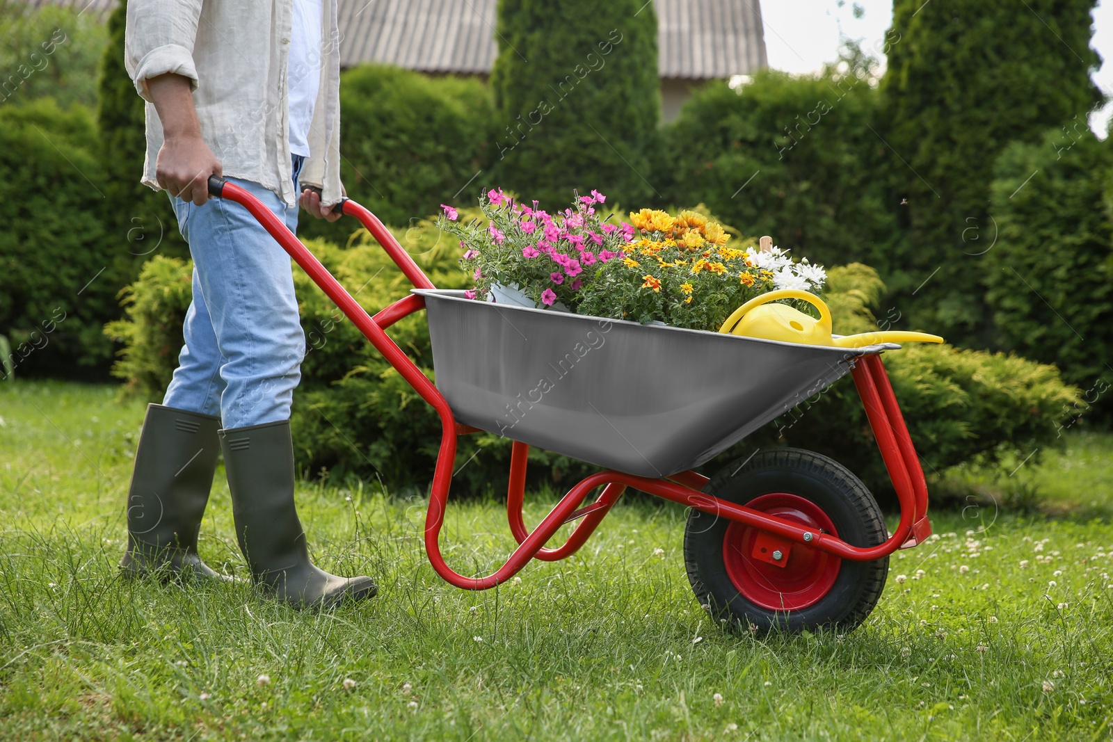 Photo of Farmer pushing wheelbarrow with different beautiful flowers and watering can outdoors, closeup