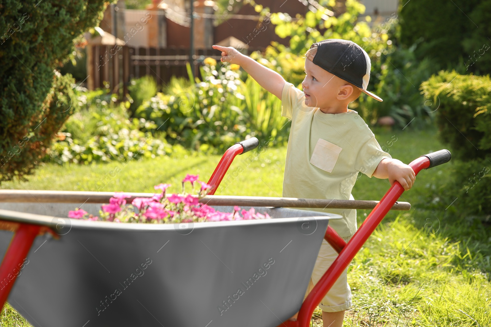 Photo of Cute little boy with wheelbarrow full of beautiful flowers pointing at something outdoors