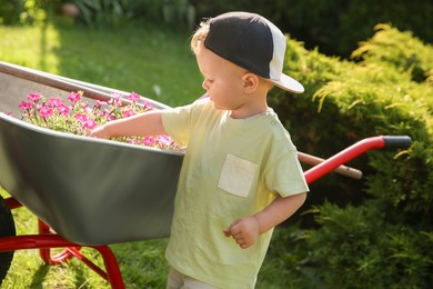 Photo of Cute little boy near wheelbarrow with beautiful flowers outdoors