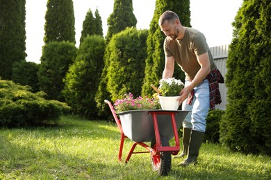 Photo of Man putting pot with beautiful flowers into wheelbarrow outdoors