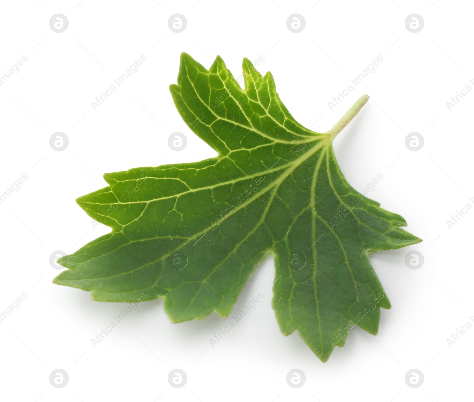 Photo of One green blackcurrant leaf isolated on white