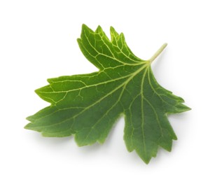 Photo of One green blackcurrant leaf isolated on white