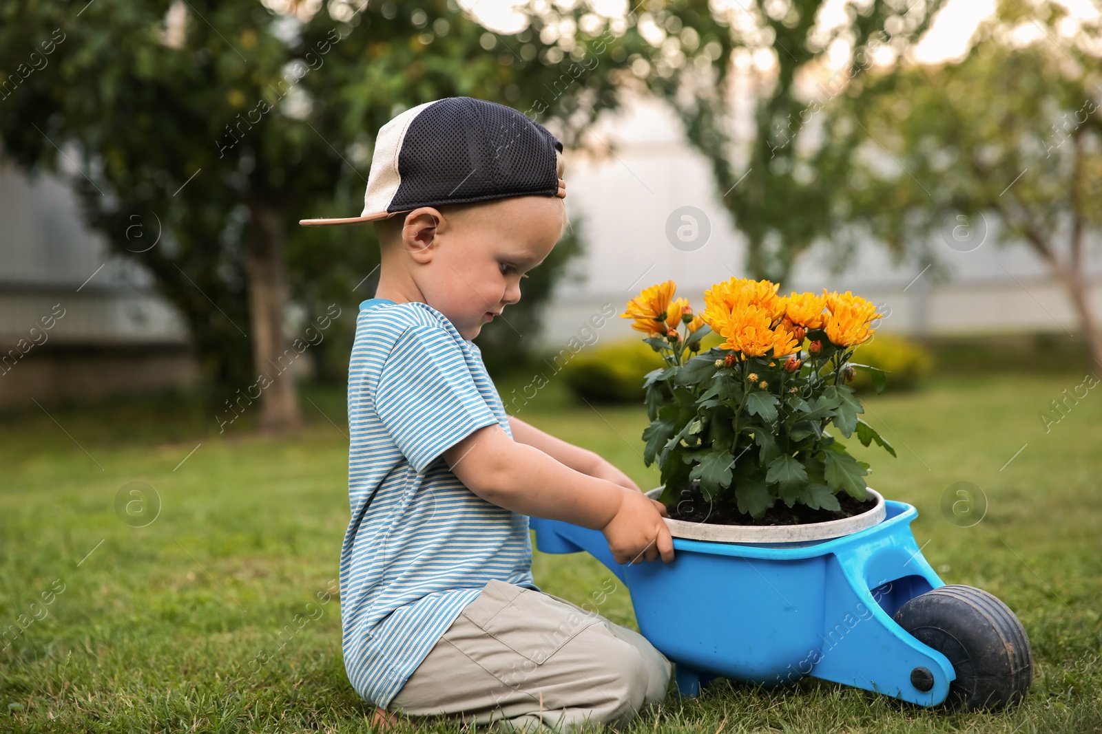 Photo of Cute little boy near small wheelbarrow with beautiful flowers outdoors