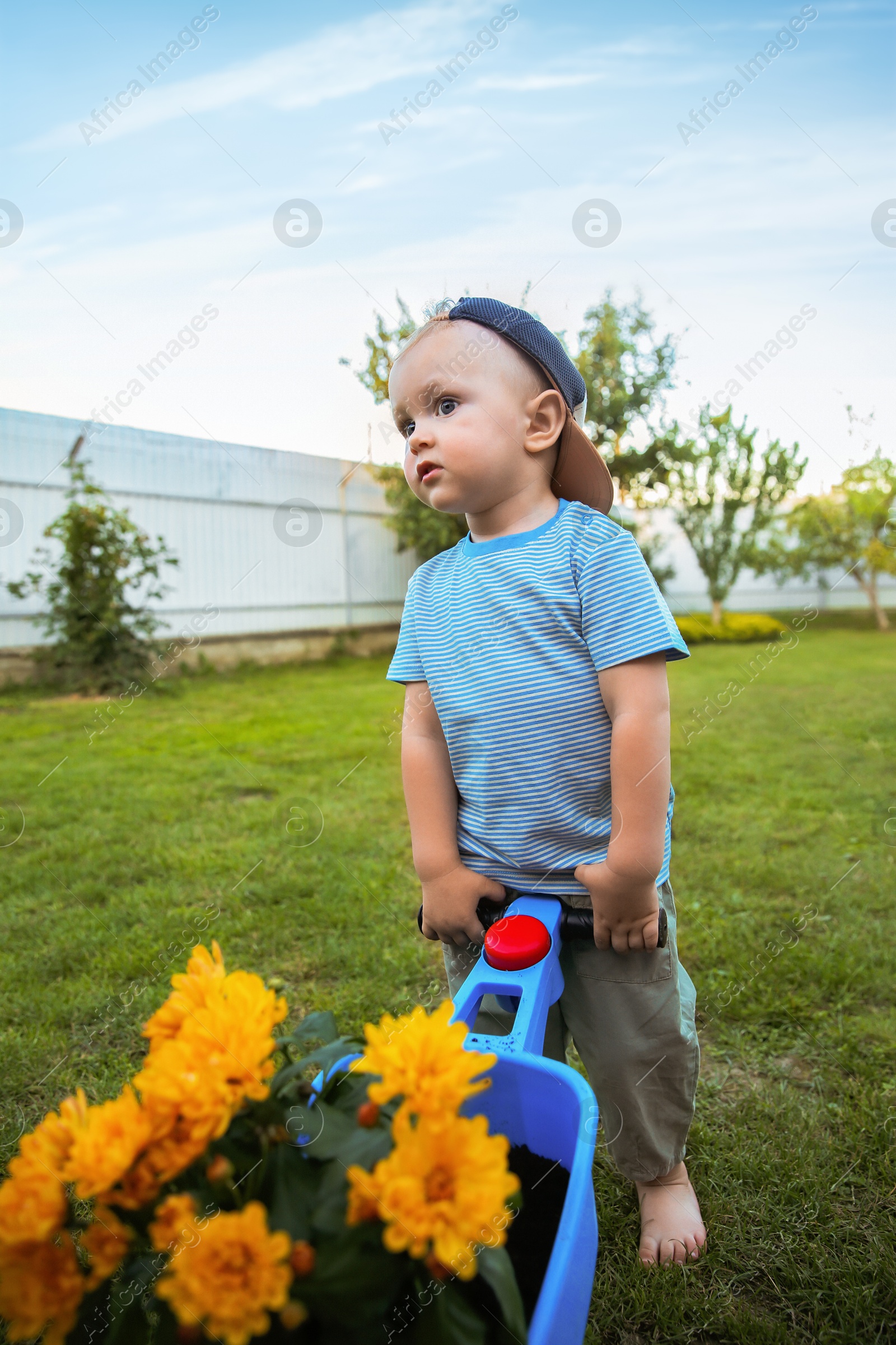 Photo of Cute little boy pushing small wheelbarrow with beautiful flowers outdoors