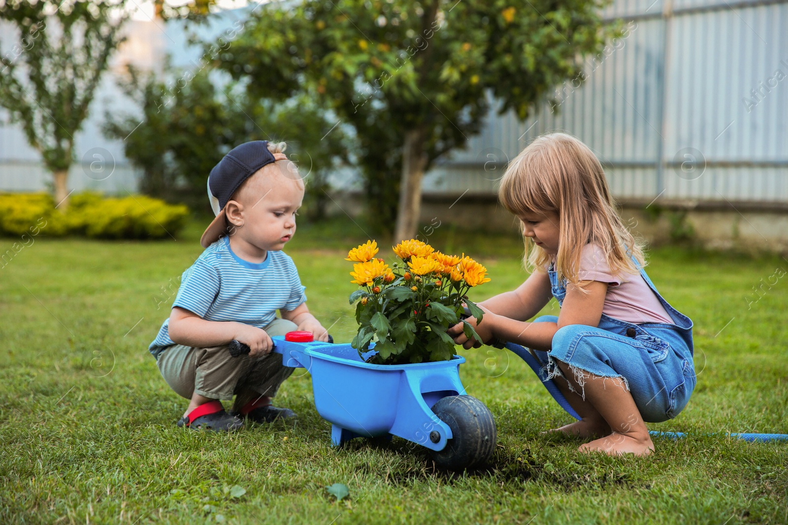 Photo of Cute little boy holding wheelbarrow while his sister watering flowers outdoors