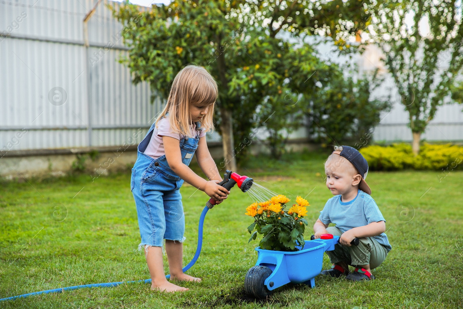 Photo of Cute little boy holding wheelbarrow while his sister watering flowers outdoors